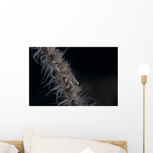 Whip Coral Goby Fiji Right Wall Decal