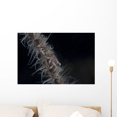 Whip Coral Goby Fiji Right Wall Decal shown on a wall