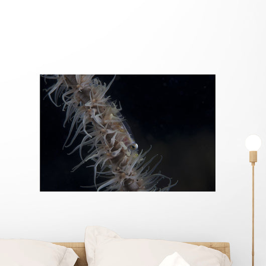 Whip Coral Goby Fiji Right Wall Decal