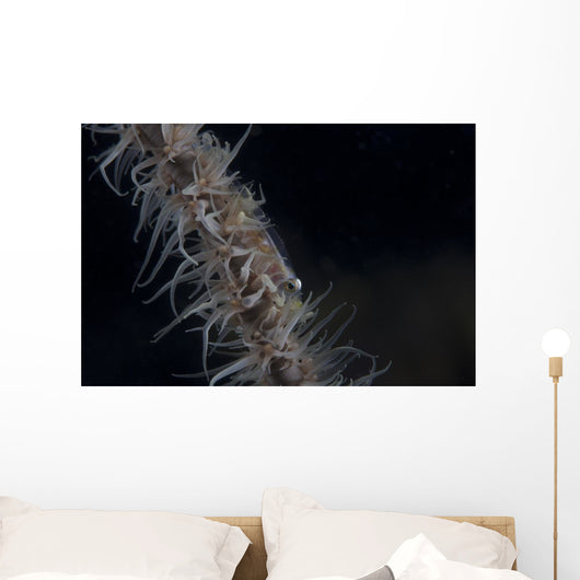 Whip Coral Goby Fiji Right Wall Decal