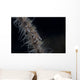 Whip Coral Goby Fiji Right Wall Decal