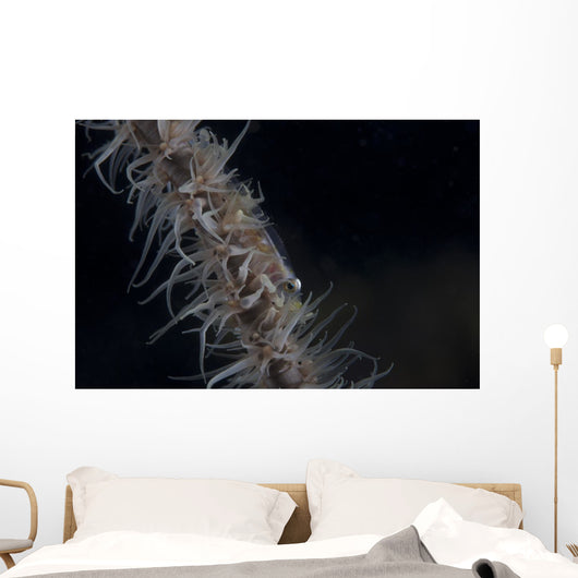 Whip Coral Goby Fiji Right Wall Decal