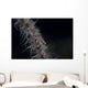 Whip Coral Goby Fiji Right Wall Decal