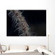 Whip Coral Goby Fiji Right Wall Decal