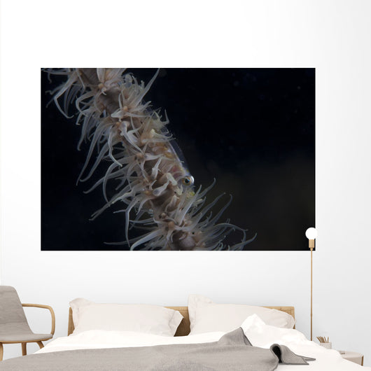 Whip Coral Goby Fiji Right Wall Decal