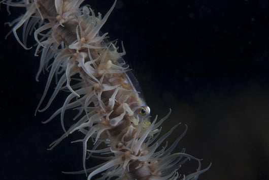 Whip Coral Goby Fiji Right Wall Decal