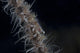 Whip Coral Goby Fiji Right Wall Decal