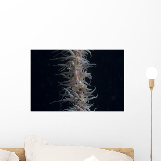 Whip Coral Goby Fiji Top Wall Decal