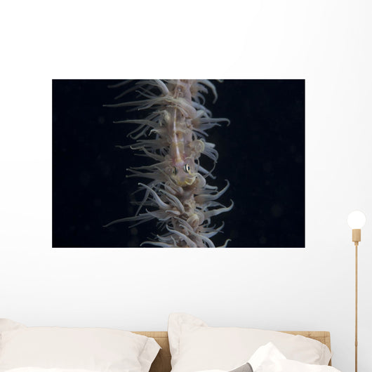 Whip Coral Goby Fiji Top Wall Decal