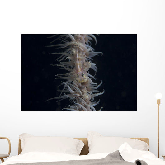 Whip Coral Goby Fiji Top Wall Decal