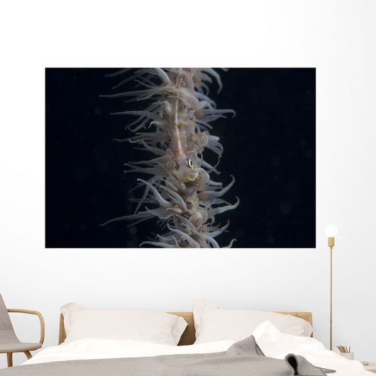 Whip Coral Goby Fiji Top Wall Decal