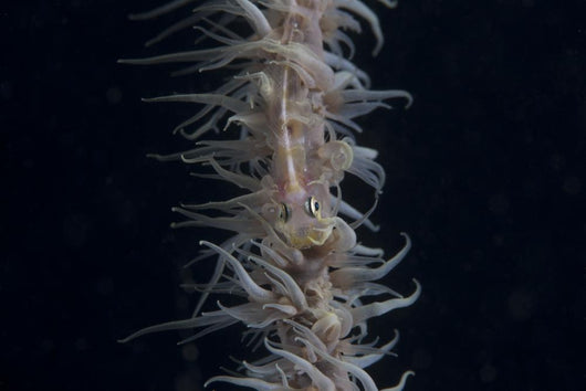 Whip Coral Goby Fiji Top Wall Decal