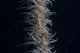 Whip Coral Goby Fiji Top Wall Decal