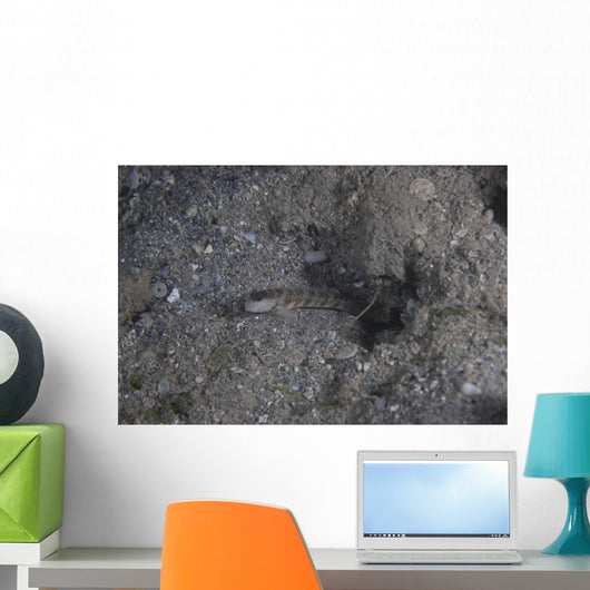 Shrimp Goby Stands Guard Wall Decal