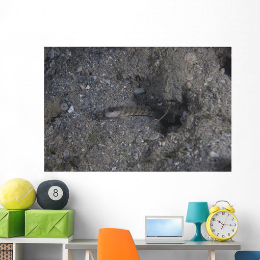 Shrimp Goby Stands Guard Wall Decal