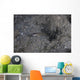 Shrimp Goby Stands Guard Wall Decal
