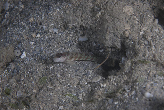 Shrimp Goby Stands Guard Wall Decal