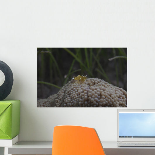 Popcorn Shrimp Anemone Fijian Yellow Front Wall Decal