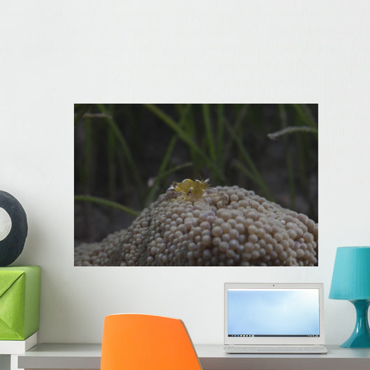 Popcorn Shrimp Anemone Fijian Yellow Front Wall Decal