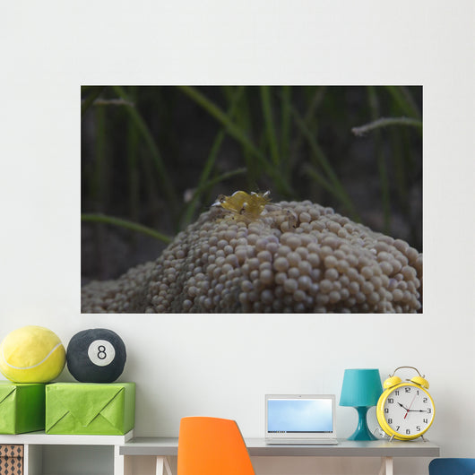 Popcorn Shrimp Anemone Fijian Yellow Front Wall Decal