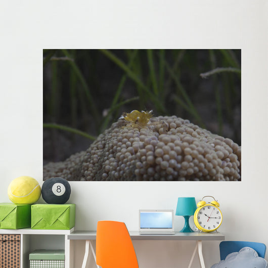 Popcorn Shrimp Anemone Fijian Yellow Front Wall Decal