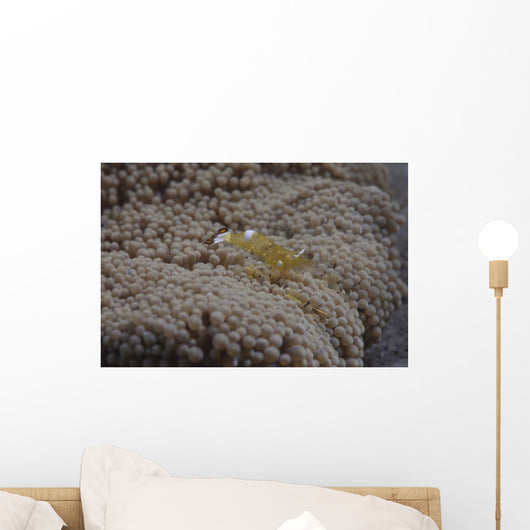 Popcorn Shrimp Anemone Fijian Yellow Wall Decal