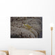 Popcorn Shrimp Anemone Fijian Yellow Wall Decal