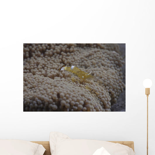 Popcorn Shrimp Anemone Fijian Yellow Wall Decal