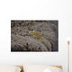 Popcorn Shrimp Anemone Fijian Yellow Wall Decal