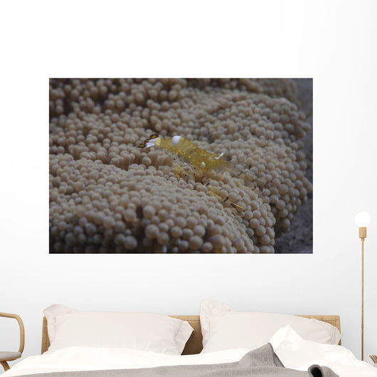 Popcorn Shrimp Anemone Fijian Yellow Wall Decal