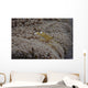 Popcorn Shrimp Anemone Fijian Yellow Wall Decal
