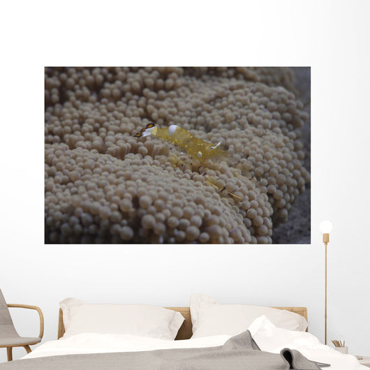 Popcorn Shrimp Anemone Fijian Yellow Wall Decal