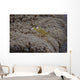 Popcorn Shrimp Anemone Fijian Yellow Wall Decal