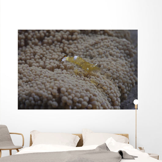 Popcorn Shrimp Anemone Fijian Yellow Wall Decal