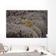 Popcorn Shrimp Anemone Fijian Yellow Wall Decal