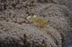 Popcorn Shrimp Anemone Fijian Yellow Wall Decal