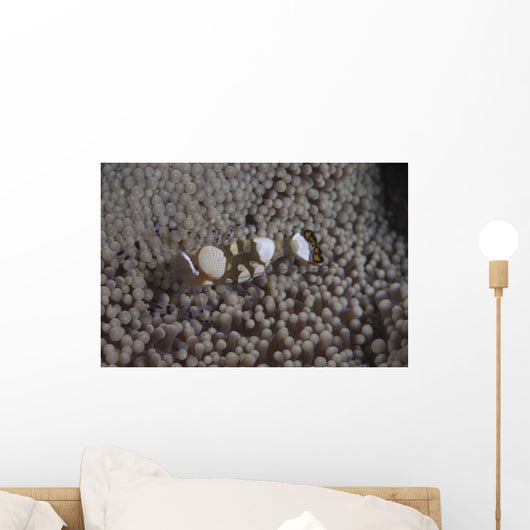 Popcorn Shrimp Anemone Fijian Top Wall Decal