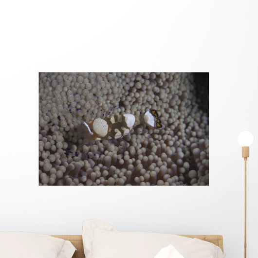 Popcorn Shrimp Anemone Fijian Top Wall Decal