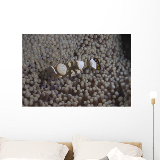 Popcorn Shrimp Anemone Fijian Top Wall Decal