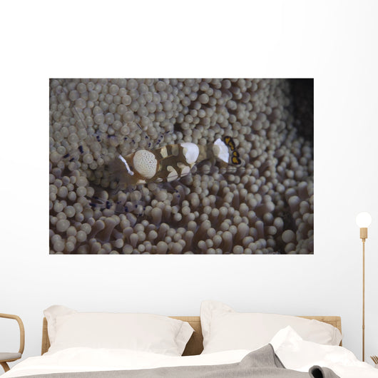 Popcorn Shrimp Anemone Fijian Top Wall Decal