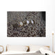 Popcorn Shrimp Anemone Fijian Top Wall Decal