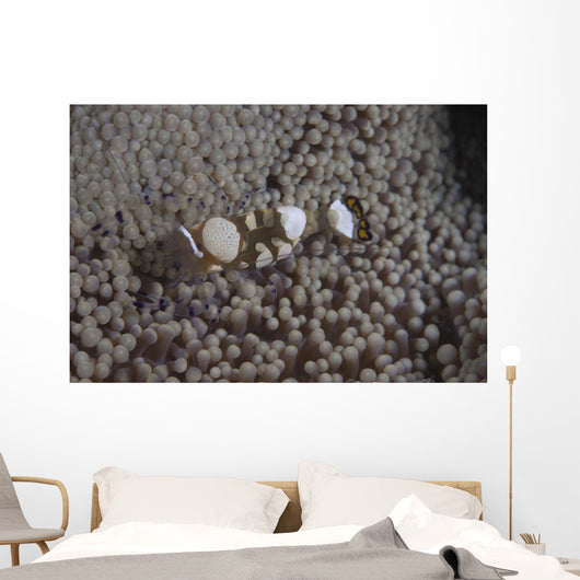 Popcorn Shrimp Anemone Fijian Top Wall Decal
