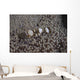 Popcorn Shrimp Anemone Fijian Top Wall Decal