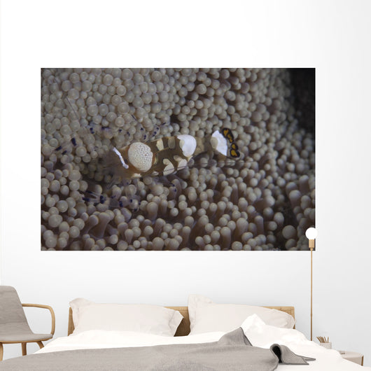 Popcorn Shrimp Anemone Fijian Top Wall Decal