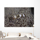 Popcorn Shrimp Anemone Fijian Top Wall Decal