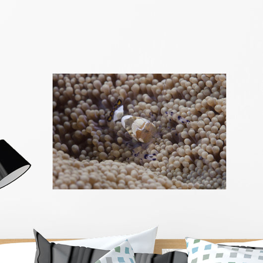 Popcorn Shrimp Anemone Fijian Front Wall Decal