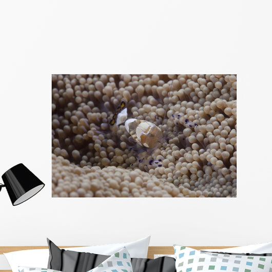Popcorn Shrimp Anemone Fijian Front Wall Decal