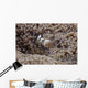 Popcorn Shrimp Anemone Fijian Front Wall Decal