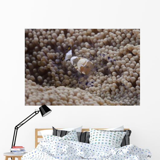 Popcorn Shrimp Anemone Fijian Front Wall Decal