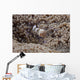 Popcorn Shrimp Anemone Fijian Front Wall Decal